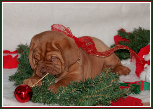 kerst pup11.jpg